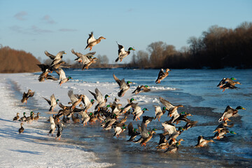 A group of mallard ducks flying together over a river