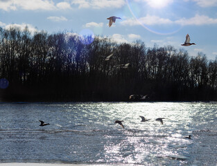 A group of mallard ducks flying together over a river. the concept of wildlife protection, herds,...