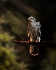 Falcon at sunset