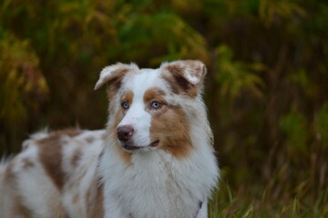 A calm Australian Shepherd gazing into the evening horizon