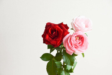 ピンクと赤のばら