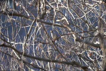 Japanese Grosbeak came to the winter withered forest to eat nuts
