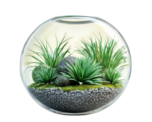 contemporary glass orb terrarium featuring lush air plants, decorative stones, and vibrant greenery, creating serene and modern workspace aesthetic