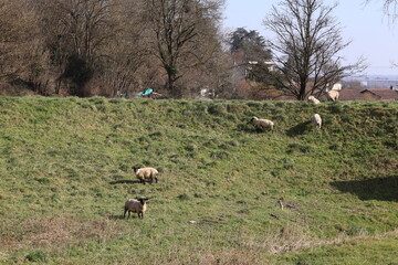 Moutons blanc en train de pâturer