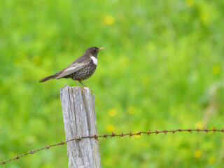A Ring Ouzel standing on a wooden fence pole
