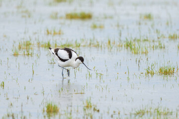 A Pied Avocet walking in shallow water
