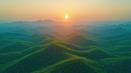 Fototapeta premium Expansive Dawn Forest