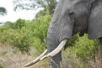 close up of the side and face of an African elephant in the serengeti national park tanzania