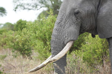 close up of the side and face of an African elephant in the serengeti national park tanzania
