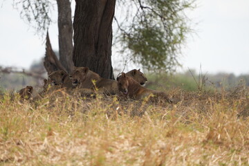 pride of lionesses laying under a tree in tarangire national park tanzania, wallpaper, grass