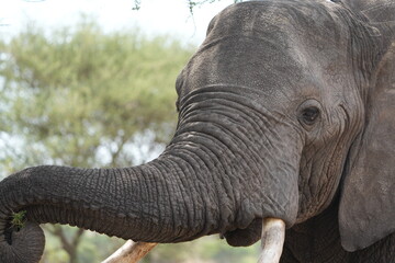 Close-Up of African Elephant Browsing on Acacia Tree – Safari Wildlife in Natural Habitat