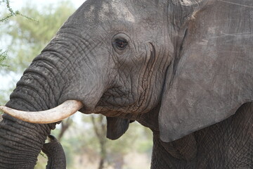 Close-Up of African Elephant Browsing on Acacia Tree – Safari Wildlife in Natural Habitat