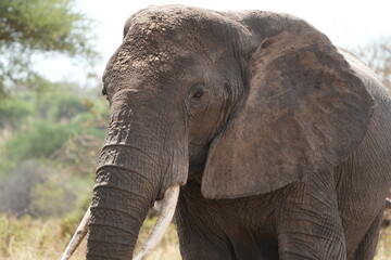 portrait of an african elephant in tarangire national park wallpaper