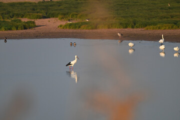 swans on the river