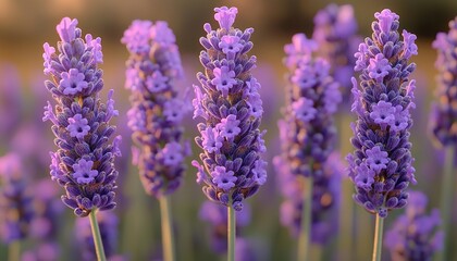 Obraz premium Lavender Flowers Blooming in Summer Sunlight