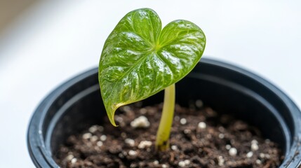 Heart-Shaped Leaf Growing in Small Black Pot with Soil Background
