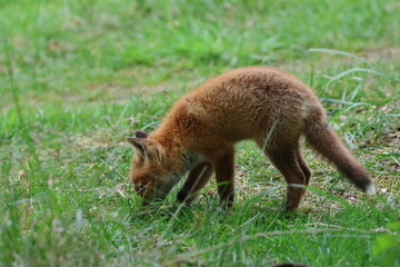 young fox