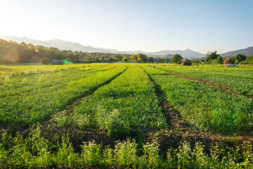 Fototapeta premium Green vegetable plots in the fields in the evening