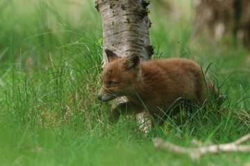 young fox