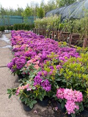 many rhododendron bushes thriving in plant nurseries, showcasing the vibrant beauty and colorful growth of these flowers in a serene and peaceful outdoor setting