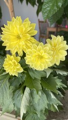 yellow dahlias in a pot on the balcony