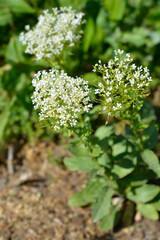 Hoary cress flowers