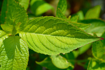Hydrangea Preziosa leaves