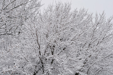 Almost black trees coated in thick white snow, conveying a sense of cold and wintry stillness