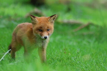 young fox