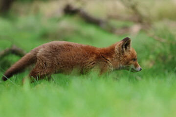 young fox