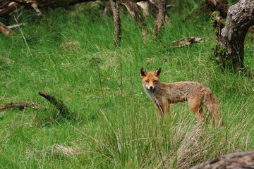 red fox