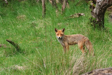 red fox