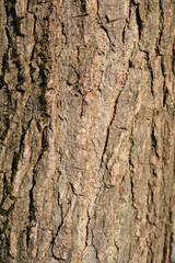 American sweetgum bark detail