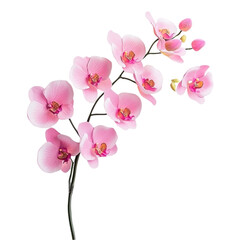 Obraz premium Pink Orchid Branch Artistic Design Floral Beauty Nature Elegance