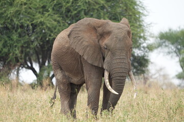 portrait of an african elephant in the tarangire national park tanzania