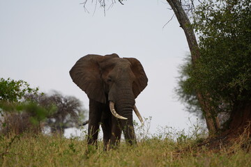 portrait of a large african elephant roaming the savannah of the tarangire national park tanzania
