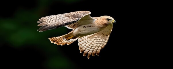 Obraz premium A majestic hawk in mid-flight, showcasing its stunning plumage against a dark background.