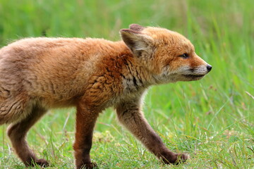 fox cub