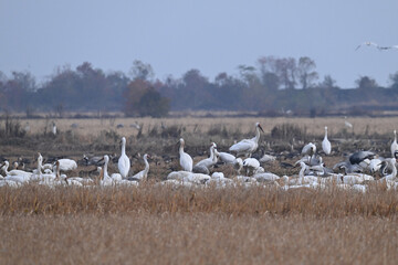 snow geese in flight