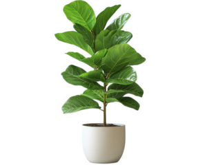 tall fiddle leaf fig plant in minimalist pot adds touch of luxury to any office space, enhancing atmosphere with its vibrant green leaves and elegant design