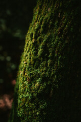 Moss on the tree