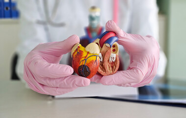 Cardiologist doctor shows anatomy of heart and blood vessels. diagnosis of cardiovascular diseases...