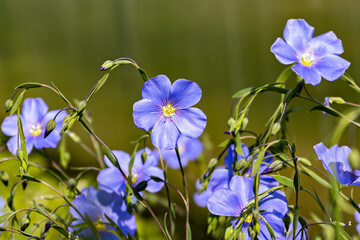 Close-up of flax flowers with vibrant blue petals against a softly blurred green background