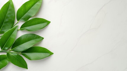 Fototapeta premium Fresh Green Leaves on Smooth White Marble Surface Creating Elegant Botanical Arrangement