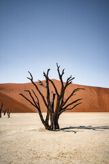 dead tree in Deathvlei (portrait format)