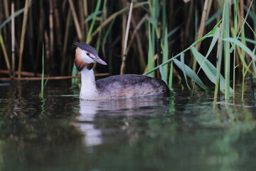 grebe