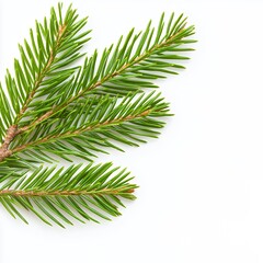 Fresh Green Pine Tree Branches Displaying Natural Beauty on a White Background