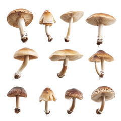 Diverse Varieties of Edible and Toxic Mushrooms in Natural Setting
