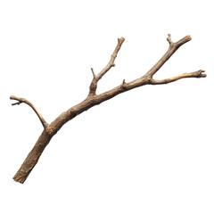 Fototapeta premium Dry Twisted Branch on Transparent Background for Natural Designs