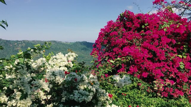 Shrubs with white and pink flowers on a mountain background